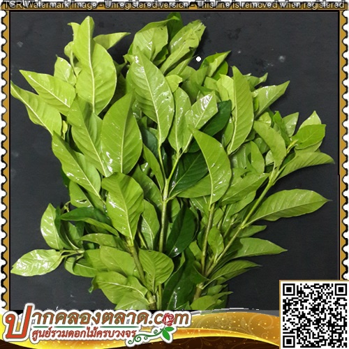 LE101 㺾ش ���� 10���